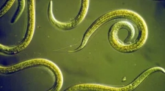 Mi a nematodák és hogyan kell kezelni?